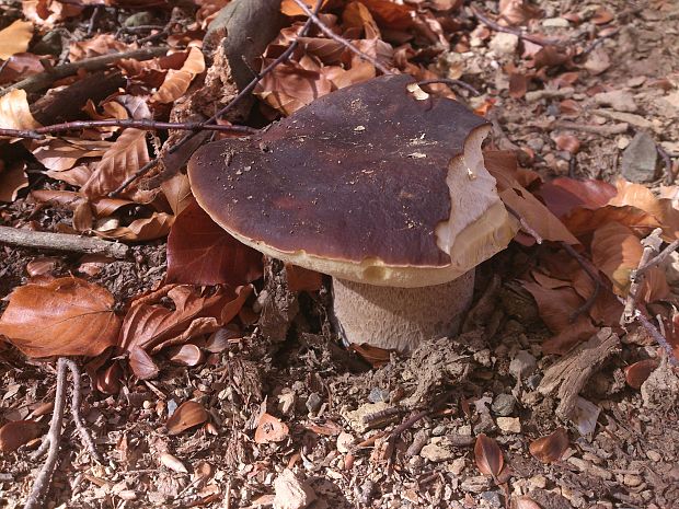 hríb sosnový Boletus pinophilus Pil. et Dermek in Pil.