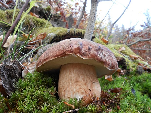 hríb sosnový Boletus pinophilus Pil. et Dermek in Pil.