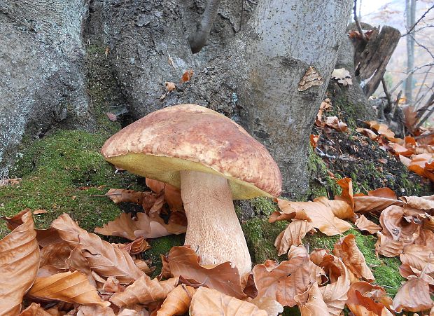 hríb sosnový Boletus pinophilus Pil. et Dermek in Pil.