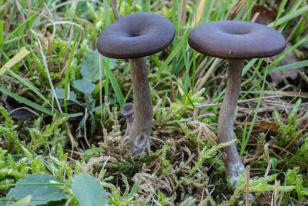 strmuľka žliabkovaná? Clitocybe vibecina?