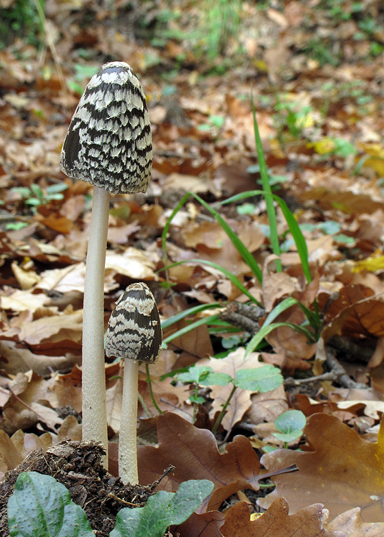 hnojník strakatý Coprinopsis picacea (Bull.) Redhead, Vilgalys & Moncalvo