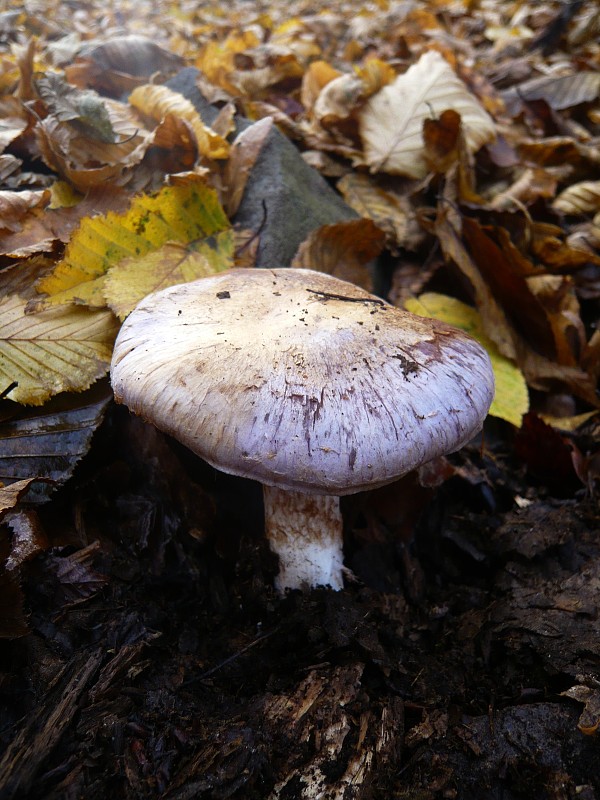 pavučinovec Cortinarius sp.