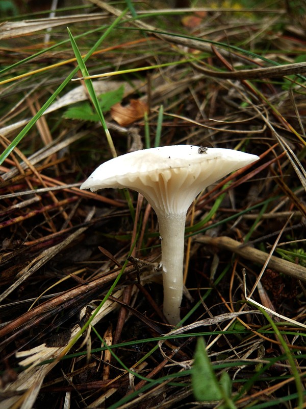 lúčnica snehobiela Cuphophyllus virgineus (Wulfen) Kovalenko