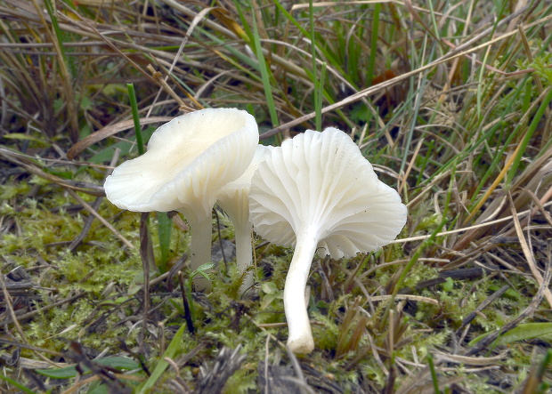 lúčnica snehobiela Cuphophyllus virgineus (Wulfen) Kovalenko