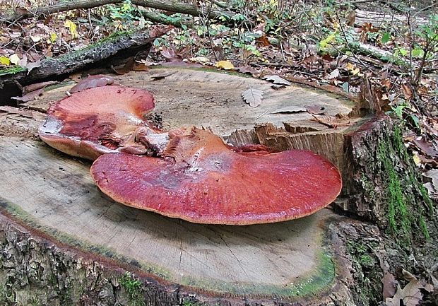 pečeňovec dubový Fistulina hepatica (Schaeff.) With.