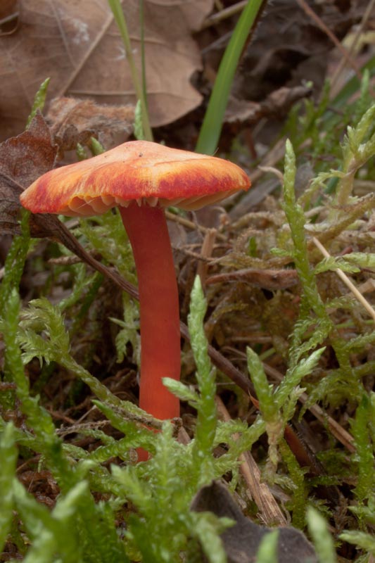 lúčnica šarlátová Hygrocybe coccinea (Schaeff.) P. Kumm.