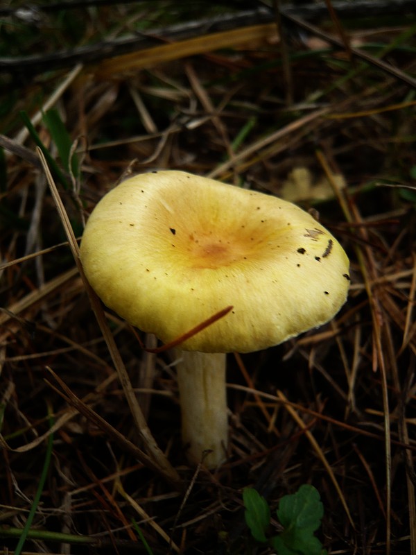 šťavnačka smrekovcová Hygrophorus lucorum Kalchbr.