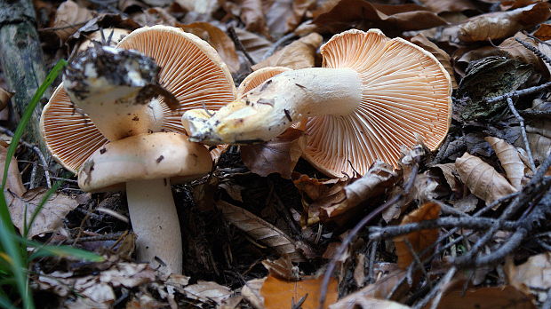 šťavnačka oranžovolupeňová Hygrophorus melizeus Fr.