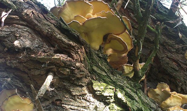 sírovec obyčajný Laetiporus sulphureus (Bull.) Murrill