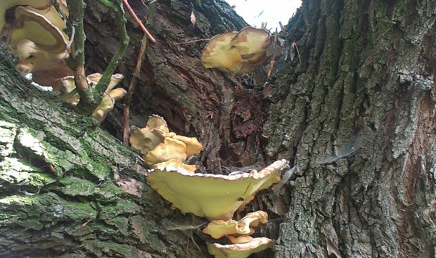 sírovec obyčajný Laetiporus sulphureus (Bull.) Murrill