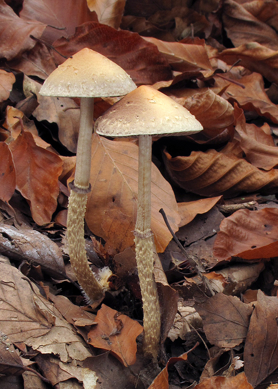 golierovka šupinkatá Leratiomyces squamosus var. squamosus (Pers.) Bridge & Spooner