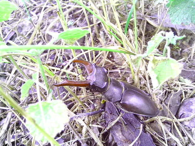 roháč veľký Lucanus cervus