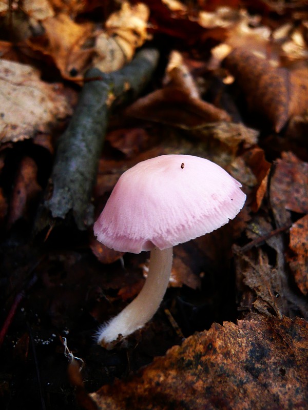 prilbička ružovkastá Mycena rosea Gramberg