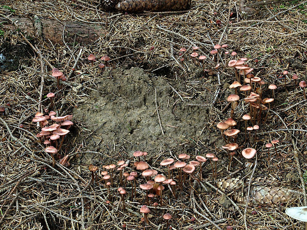prilbička ružová Mycena rosella (Fr.) P. Kumm.