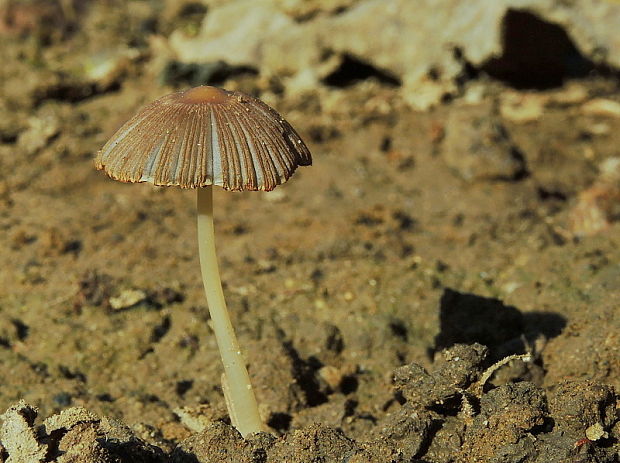 hnojník štetinkatý Parasola auricoma (Pat.) Redhead, Vilgalys & Hopple