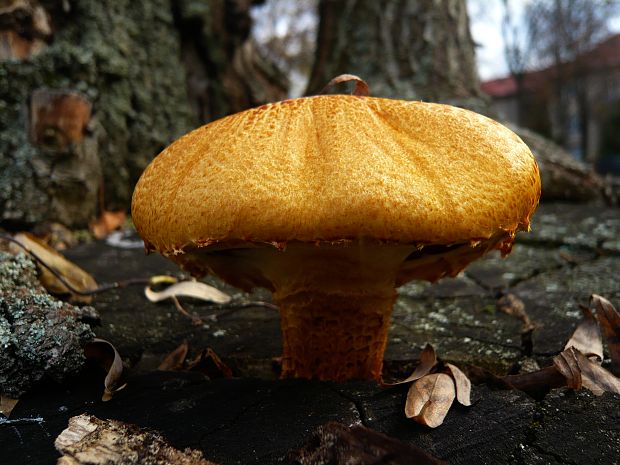 šupinovka Pholiota sp.