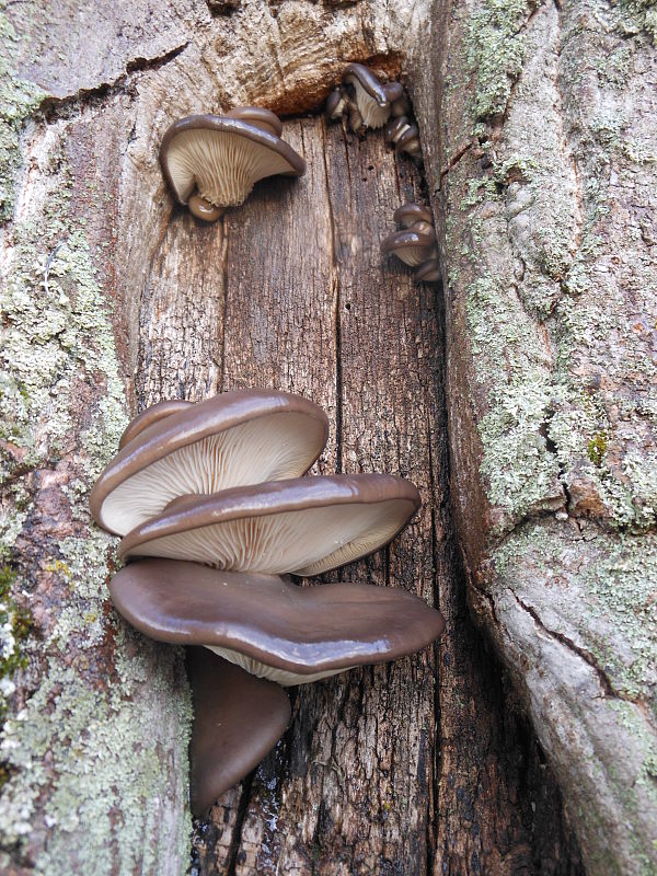 hliva ustricovitá Pleurotus ostreatus (Jacq.) P. Kumm.