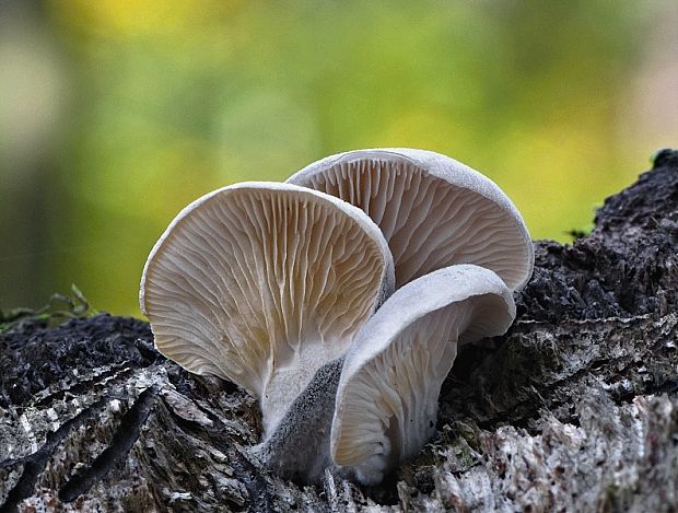 hliva buková Pleurotus pulmonarius (Fr.) Quél.