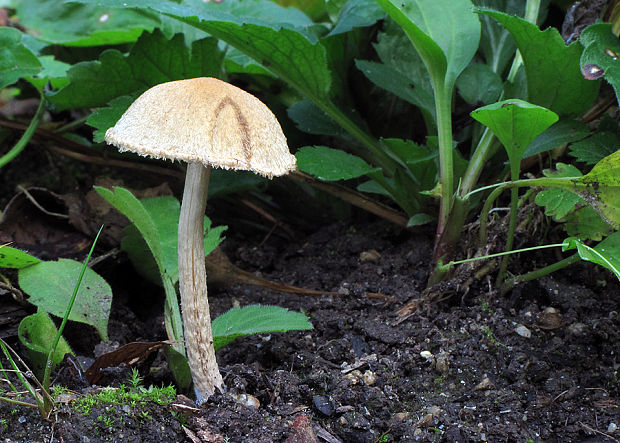 drobuľka bielovločkatá Psathyrella impexa (Romagn.) Bon