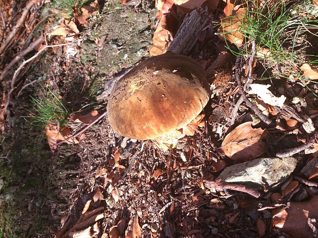 hríb zrnitohlúbikový Sutorius luridiformis (Rostk.) G. Wu & Zhu L. Yang