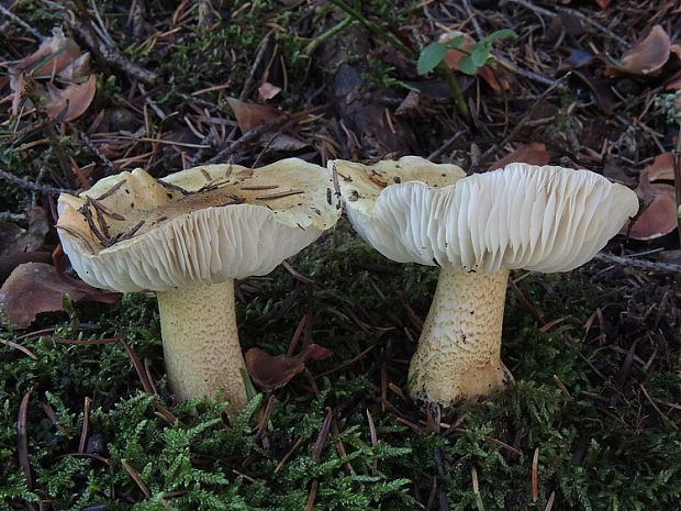 čírovka Joachimova Tricholoma joachimii Bon & A. Riva