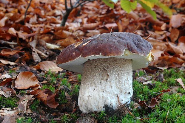 hríb smrekový Boletus edulis Bull.