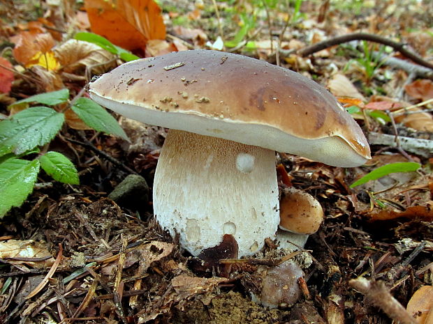 hríb smrekový Boletus edulis Bull.