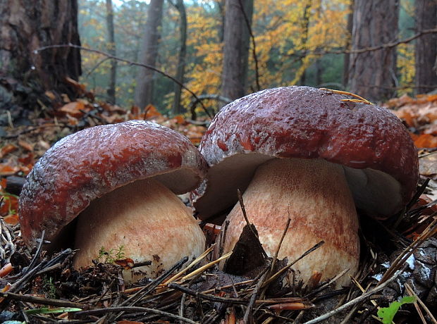 hríb sosnový Boletus pinophilus Pil. et Dermek in Pil.