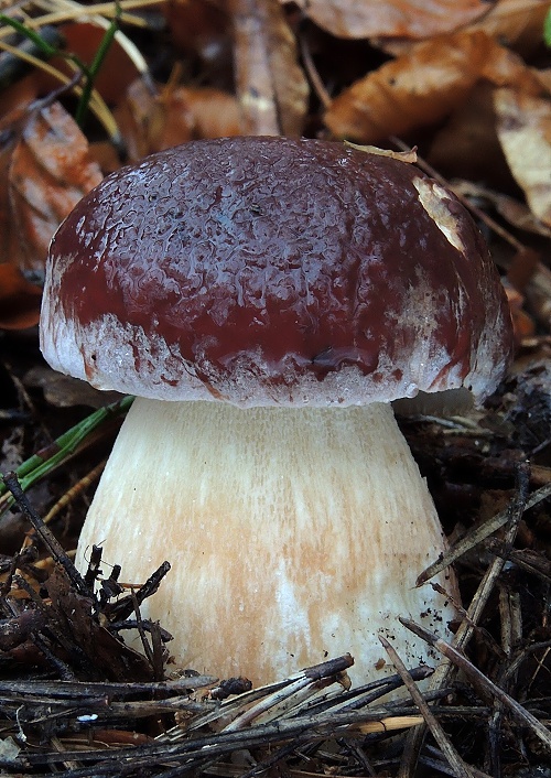 hríb sosnový Boletus pinophilus Pil. et Dermek in Pil.