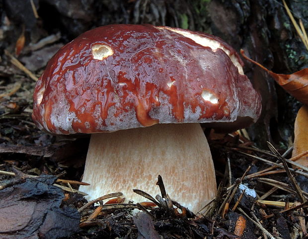 hríb sosnový Boletus pinophilus Pil. et Dermek in Pil.