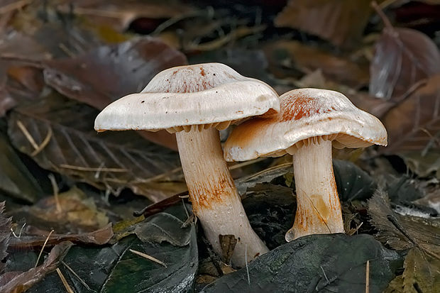 pavučinovec Cortinarius sp.