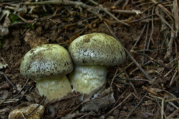 pavučinovec Cortinarius sp.