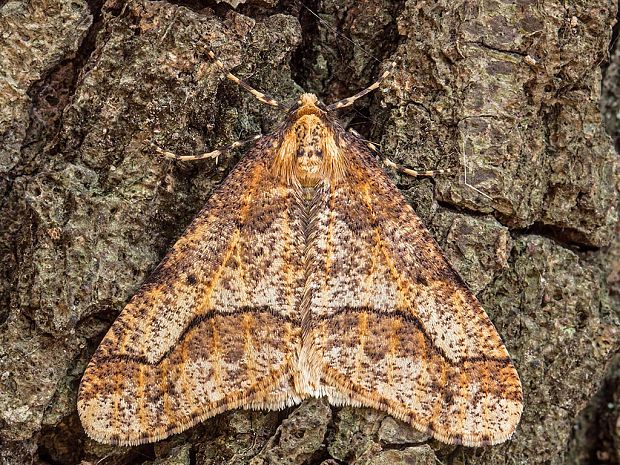 piadivka zimná - samec Erannis defoliaria