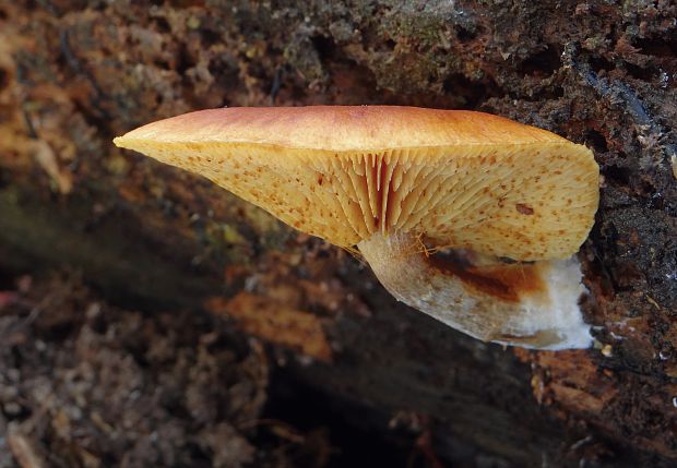 šupinovec nevoňavý Gymnopilus penetrans (Fr.) Murrill