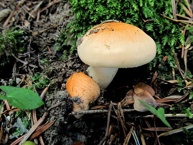 šťavnačka oranžová Hygrophorus abieticola Krieglst. ex Gröger & Bresinsky