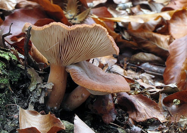 rýdzik Lactarius sp.