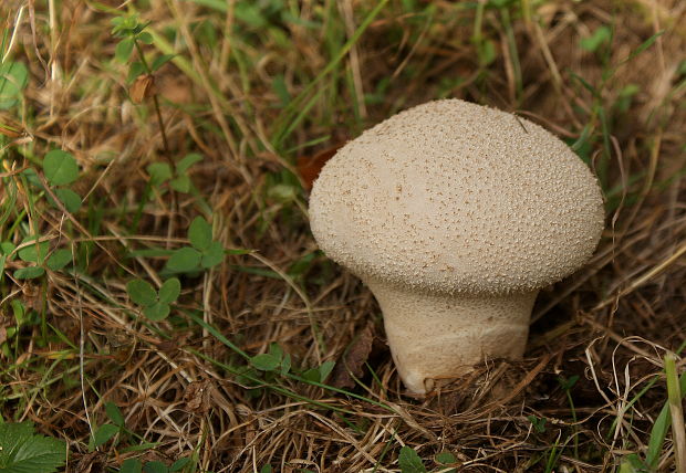 prášnica Lycoperdon sp.