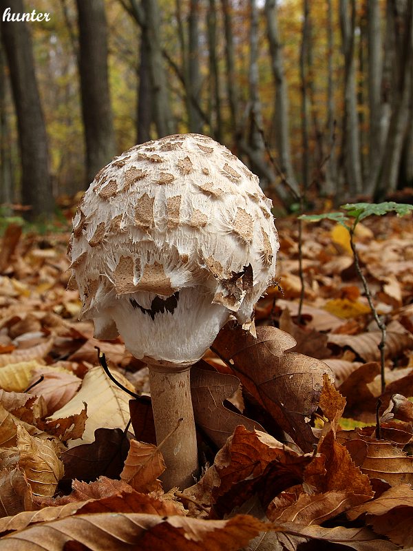 bedľa vysoká  Macrolepiota procera var. pseudo-olivascens  Bellù & Lanzoni