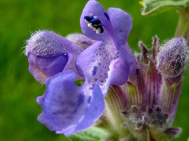 kocúrnik mussiniho Nepeta racemosa Lam.