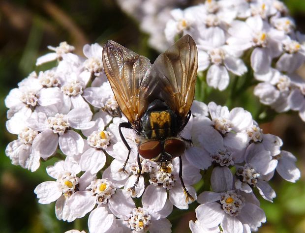 kuklica  Phasia aurigera