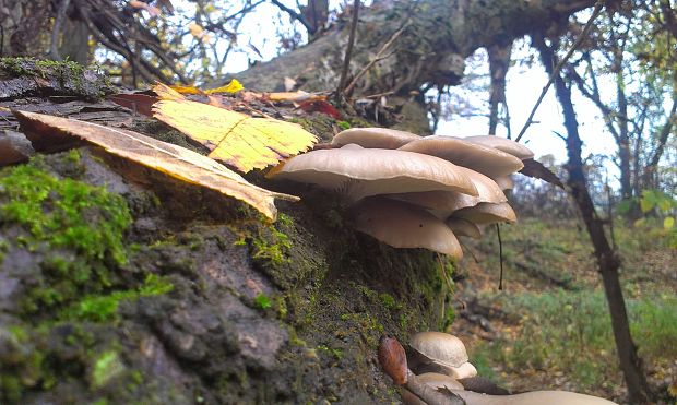 hliva ustricovitá Pleurotus ostreatus (Jacq.) P. Kumm.