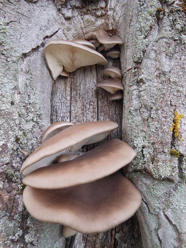 hliva ustricovitá Pleurotus ostreatus (Jacq.) P. Kumm.