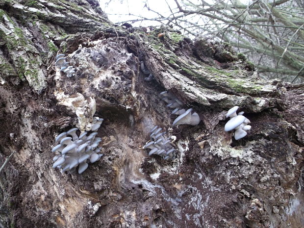 hliva Pleurotus sp.