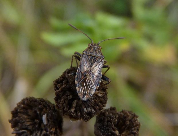 obrúbnica  Stictopleurus punctatonervosus