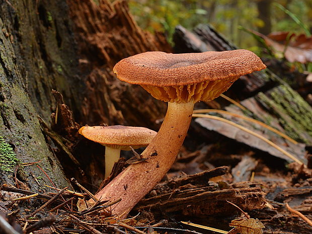 čírovec sírovožltkastý Tricholomopsis sulfureoides (Peck) Singer