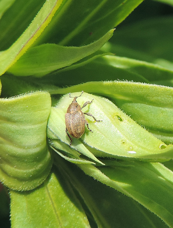 kvetovka / květopas Tychius aureolus Kiesenwetter, 1851