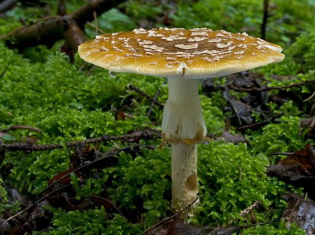 muchotrávka kráľovská Amanita regalis (Fr.) Michael