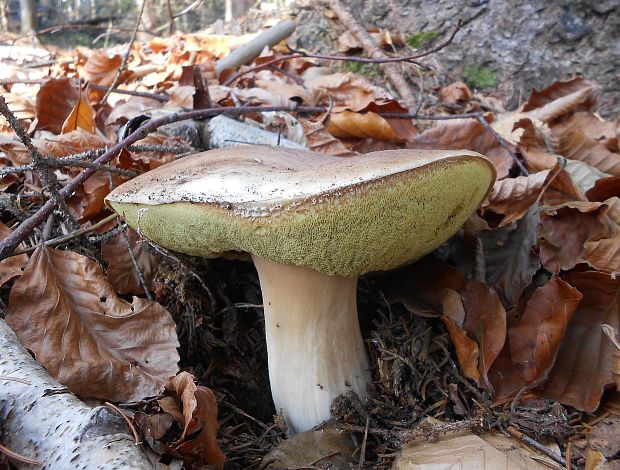 hríb smrekový Boletus edulis Bull.