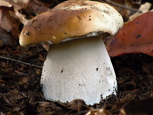 hríb smrekový Boletus edulis Bull.