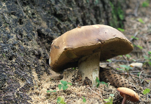 hríb smrekový Boletus edulis Bull.